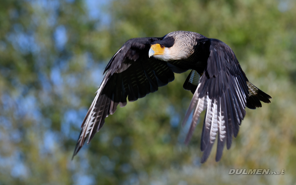 01 Crested caracara (Caracara plancus)